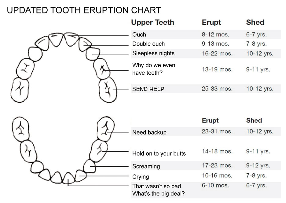 tooth_eruption_chart